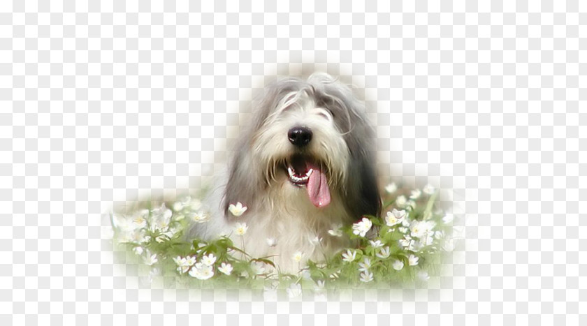 Bearded Collie Old English Sheepdog Tibetan Terrier Polish Lowland Dog Breed PNG