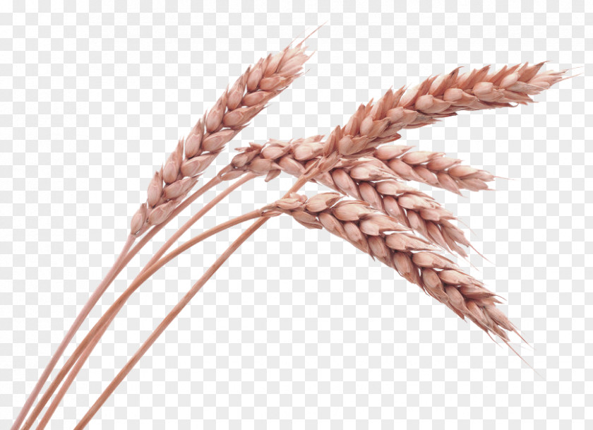 Brown Fresh Rice Decoration Pattern Wheat Cereal Stock Photography Oat Ear PNG
