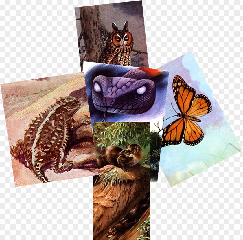 Butterfly Computer Mouse Otter Fauna Television PNG