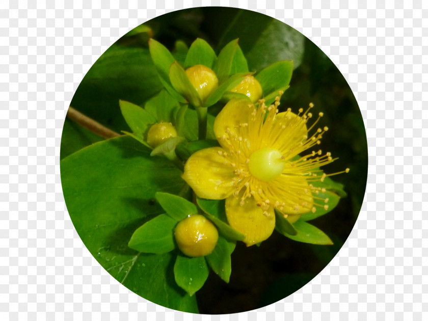 Ev3nmorn Hypericum PNG