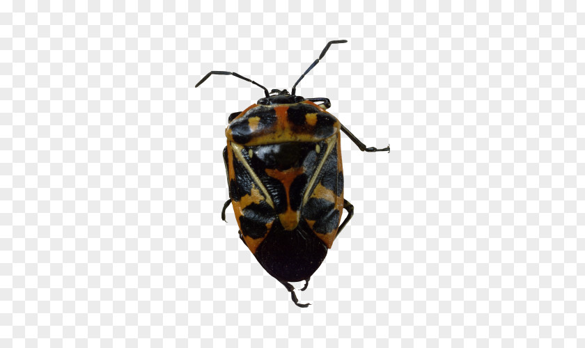Fancy Beetle Insect Cockroach Harlequin Cabbage Bug PNG