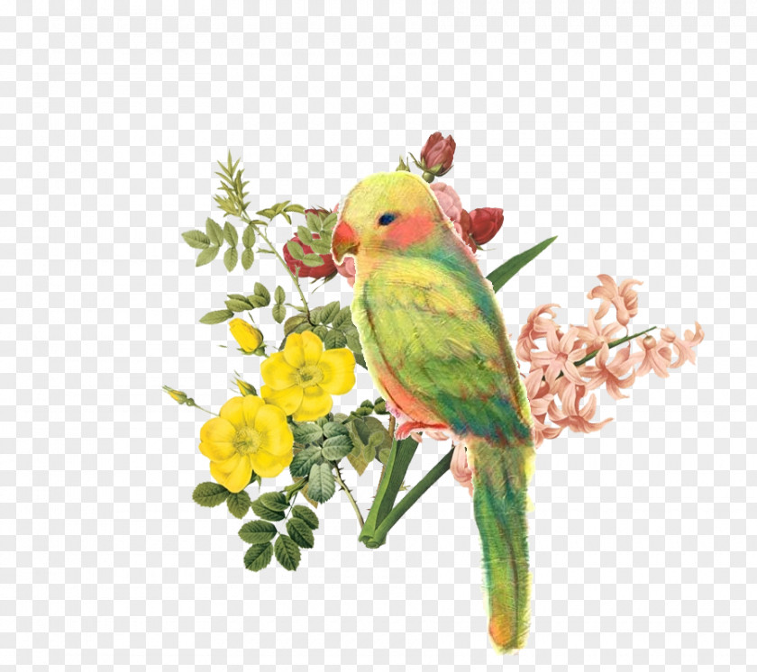 Parrot Flowers Budgerigar Amazon Lovebird PNG