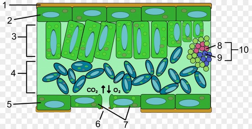 Plant Anatomy Epidermis Leaf Chloroplast Cell PNG