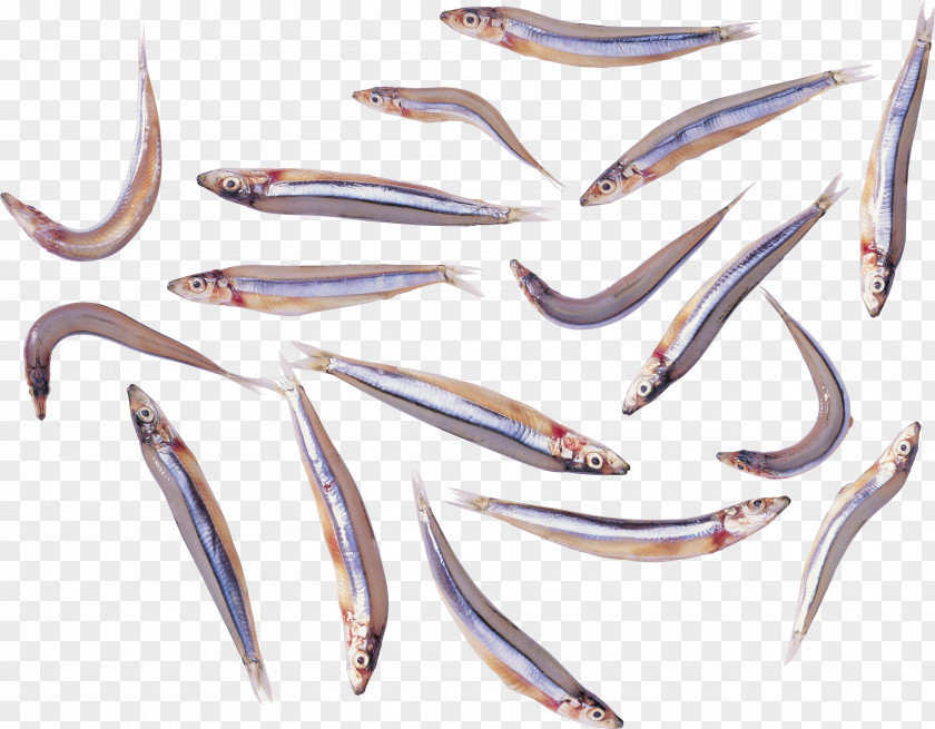 Seafood Fish Protein Powder Sardine PNG
