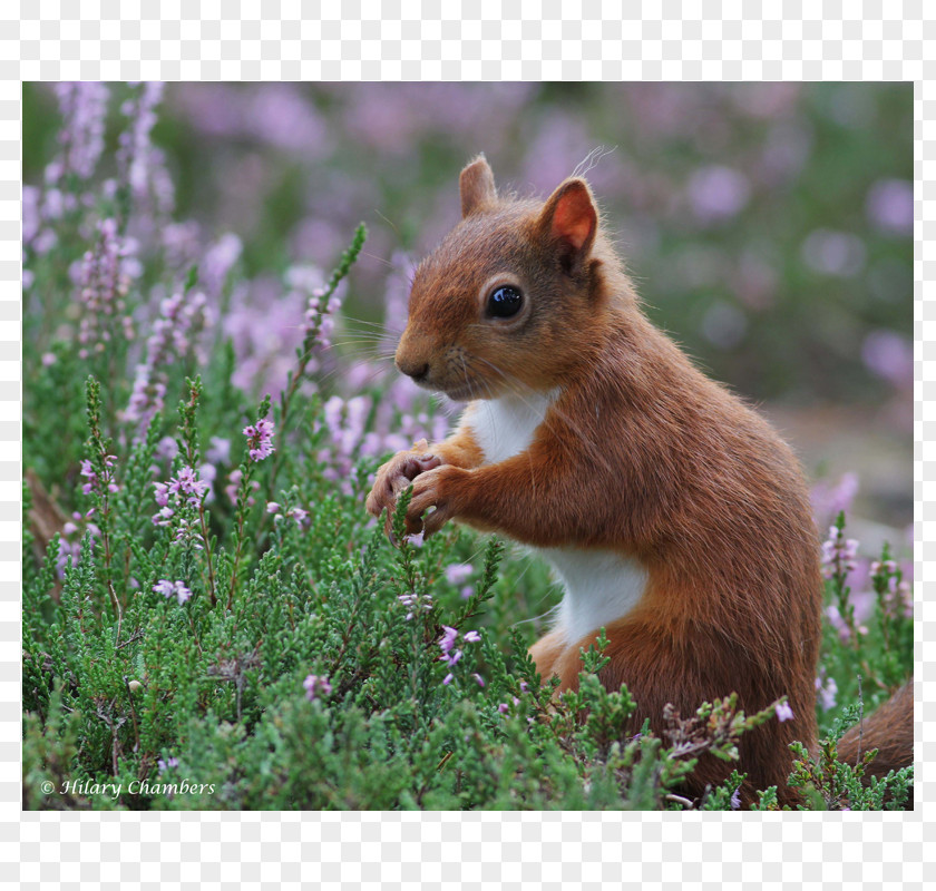 Squirrel Chipmunk Fox 02021 Whiskers PNG