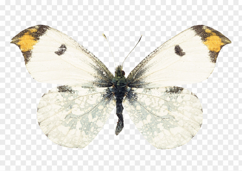 Butterfly Swallowtail Insect Moth PNG