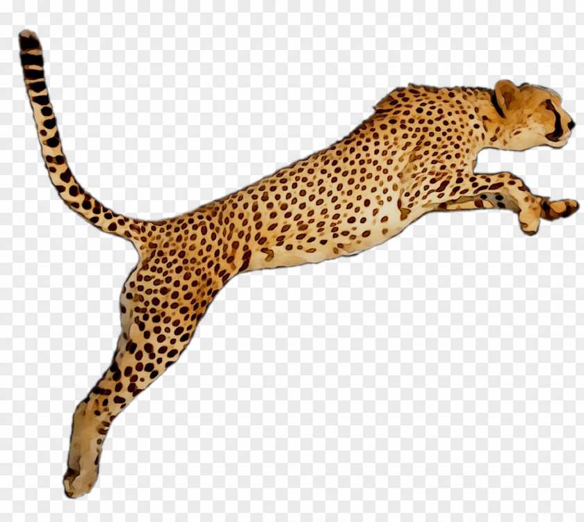 Cheetah Leopard Desktop Wallpaper Image PNG