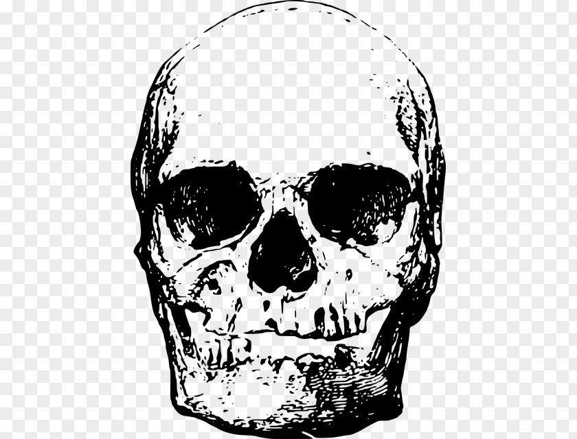 Craneos Human Skeleton Skull Head PNG