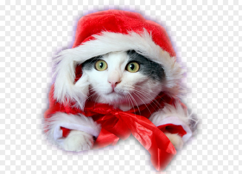 Kitten Puppy Cat Dog Christmas PNG