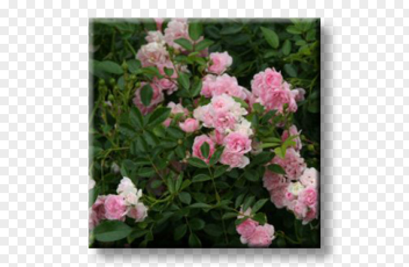 Rose Floribunda Shrub Garden Plant PNG