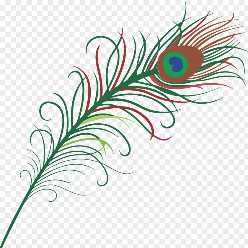 Feather Pavo Clip Art PNG