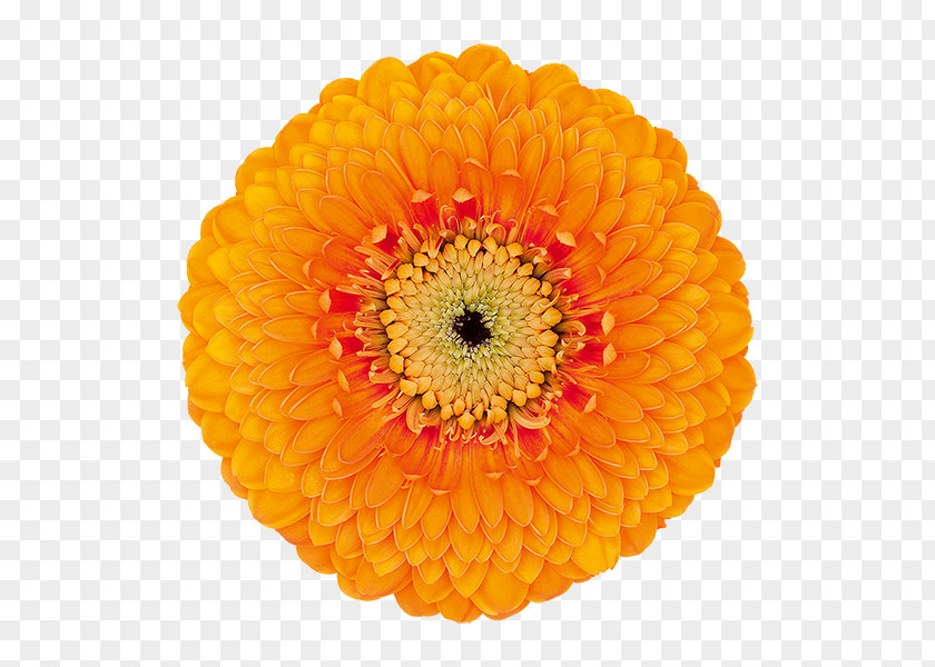 Gerbera Transvaal Daisy Cut Flowers Chrysanthemum Orange PNG