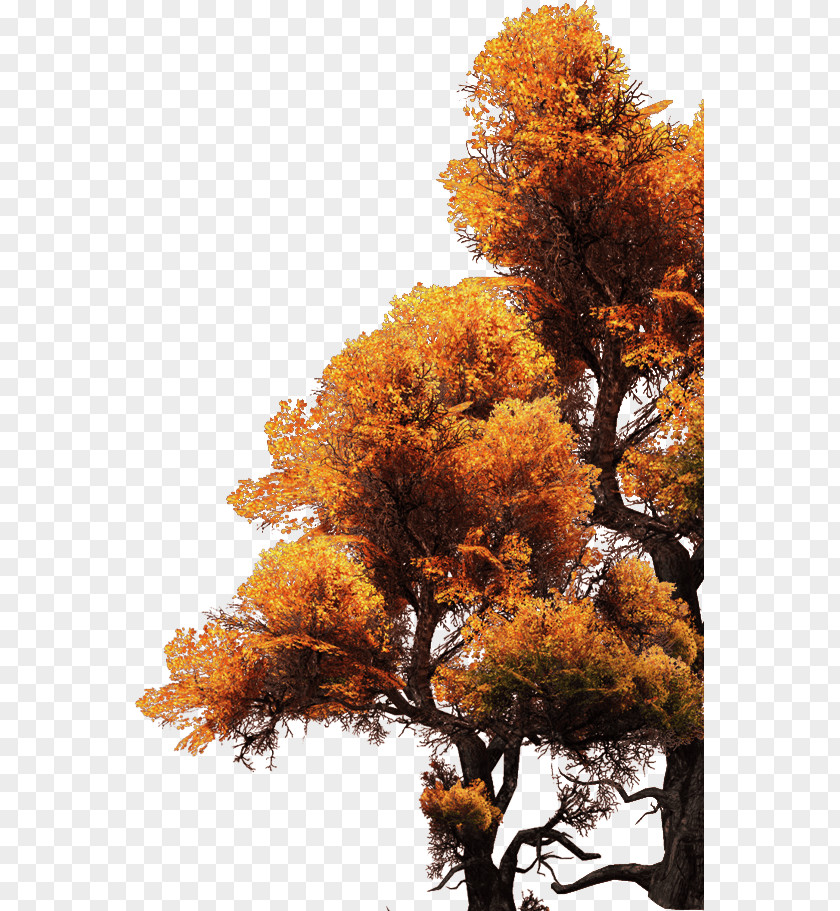 Golden Tree Maple PNG
