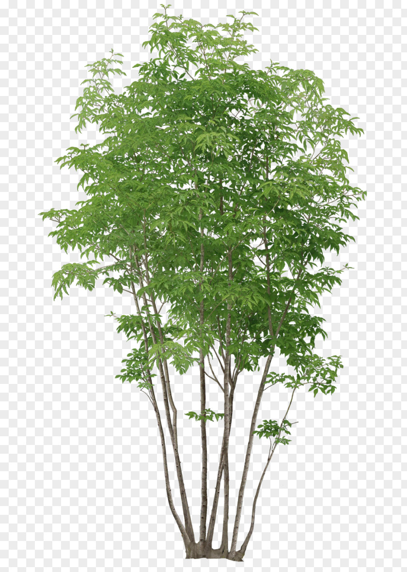 I Tree Plant Clip Art PNG