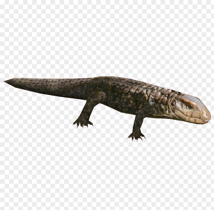 Lizard Zoo Tycoon 2 Caiman Lizards Reptile Gecko PNG