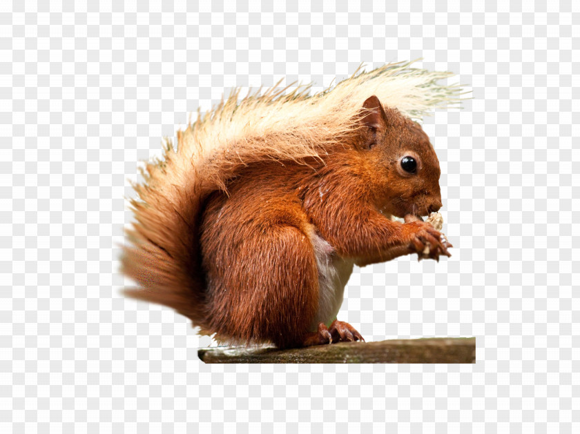 Squirrel Red Rodent PNG