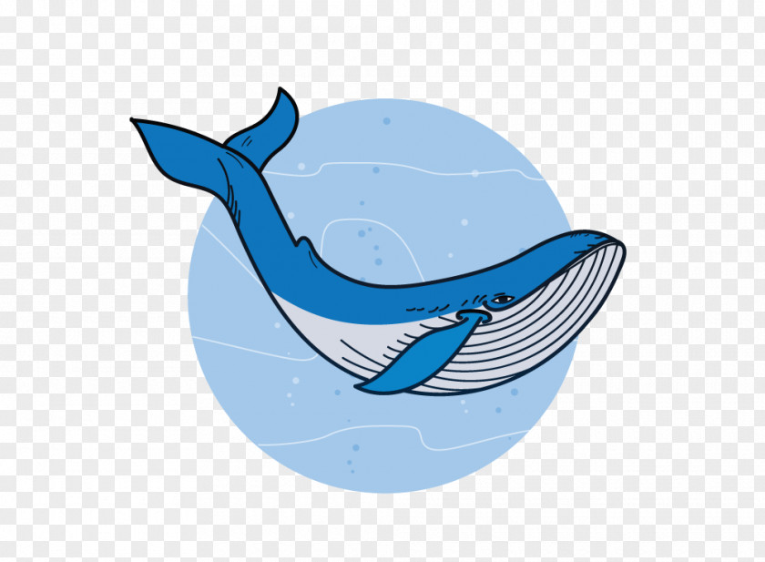 Blue Whale Endangered Solutions Requiem Sharks Marine Biology Dolphin PNG
