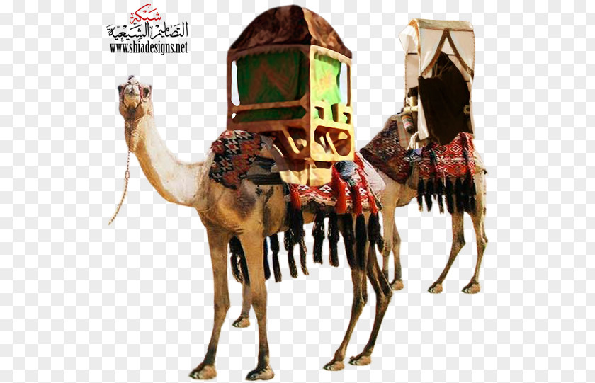Desert Dromedary Bactrian Camel Xerocole PNG