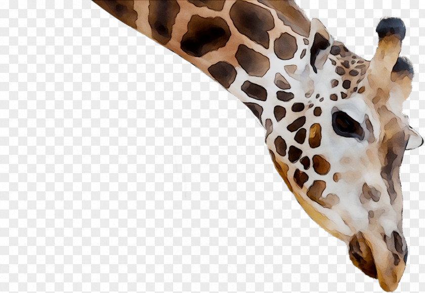 Giraffe Neck Fauna Terrestrial Animal Snout PNG