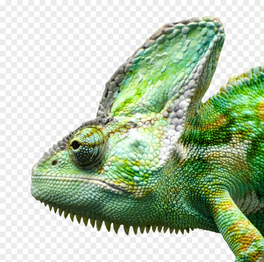 Lizard Reptile Green Iguana PNG