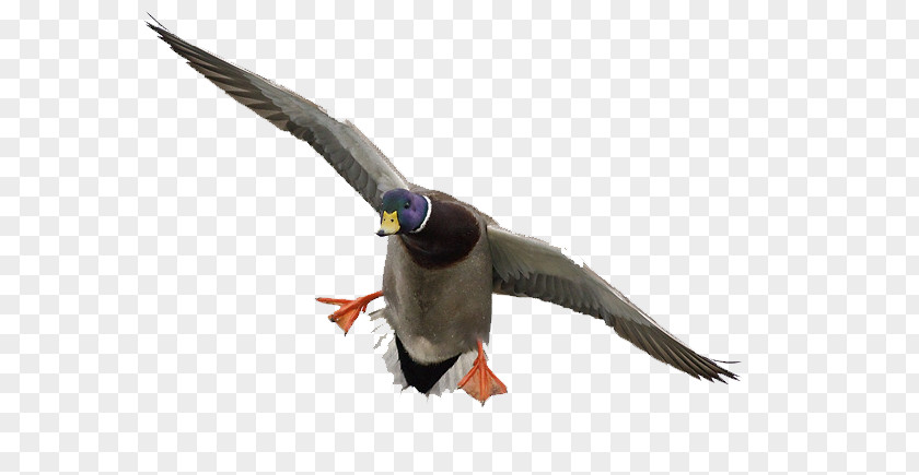 Mallard Duck Flight Photography Feather PNG