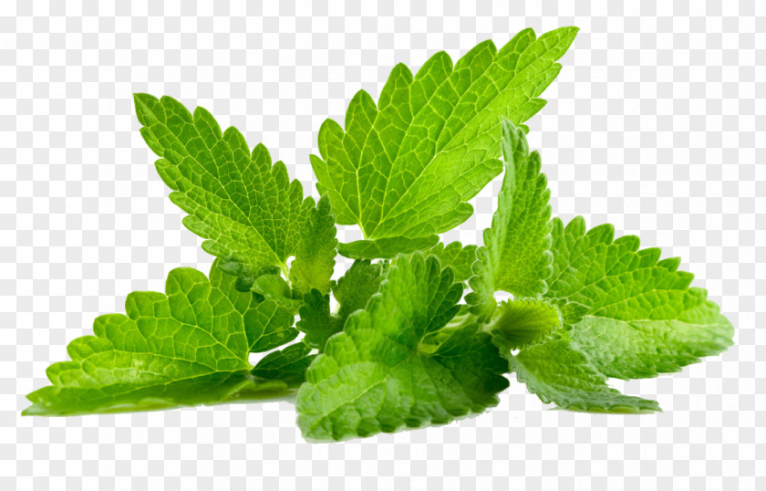 Plant Patchouli Mentha Spicata Mints PNG