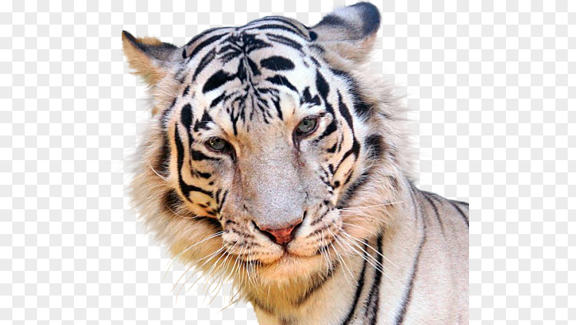 Tiger Gfycat PNG