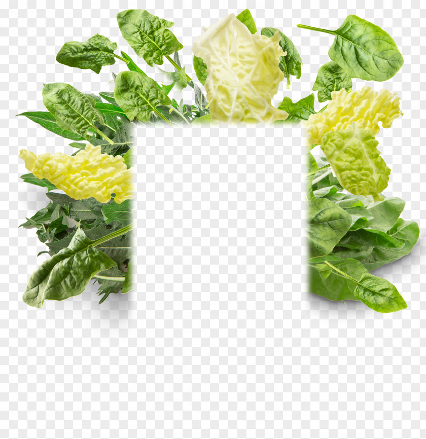 Verdure Insignia Romaine Lettuce Vegetarian Cuisine Spring Greens Cruciferous Vegetables Rapini PNG