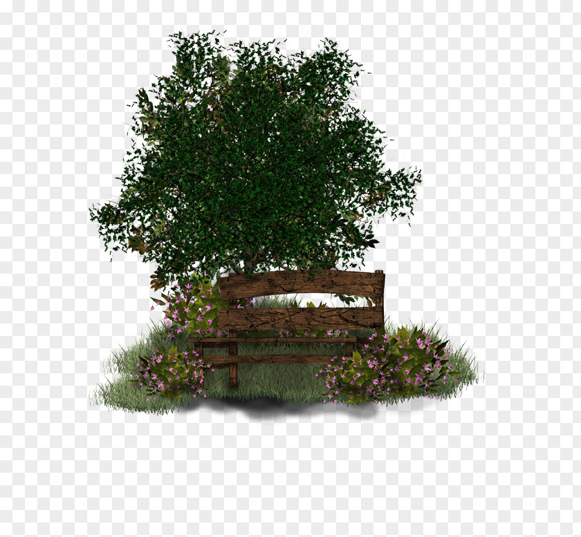 32 Cape Horn Tree Garden Psd Shrub PNG