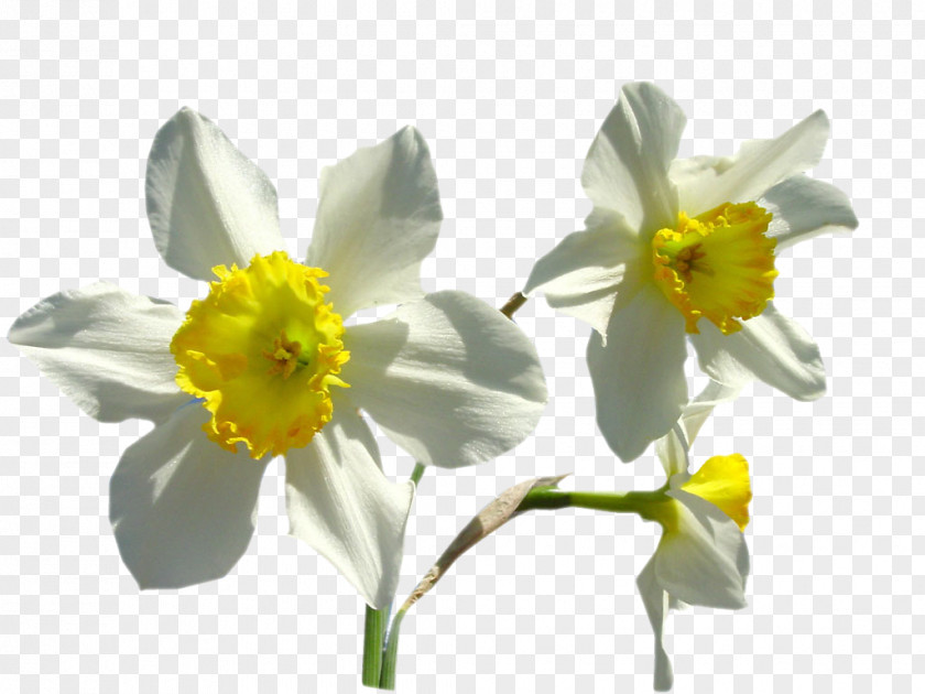 Amaryllis Daffodil Narcissus Presentation PNG