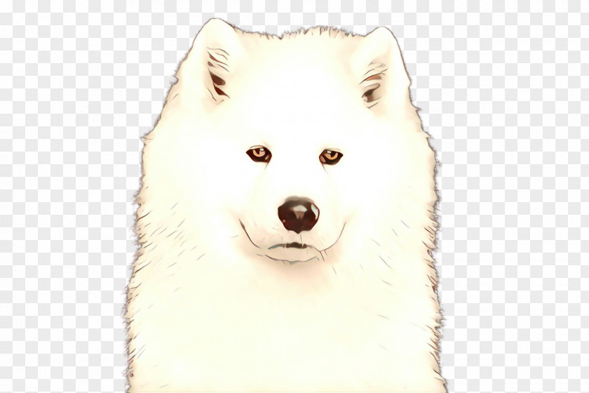 Dog Samoyed Spitz Canadian Eskimo Japanese PNG