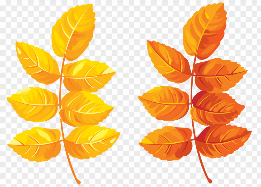 Fall Leaves Clipart Image Autumn Leaf Color Clip Art PNG