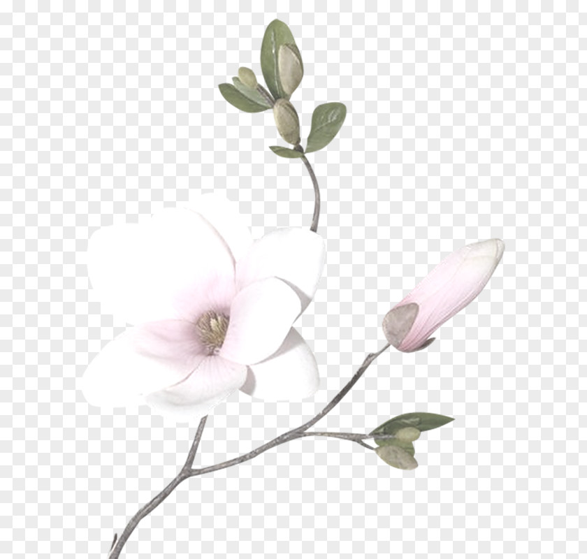 Flower Magnolia Drawing Clip Art PNG