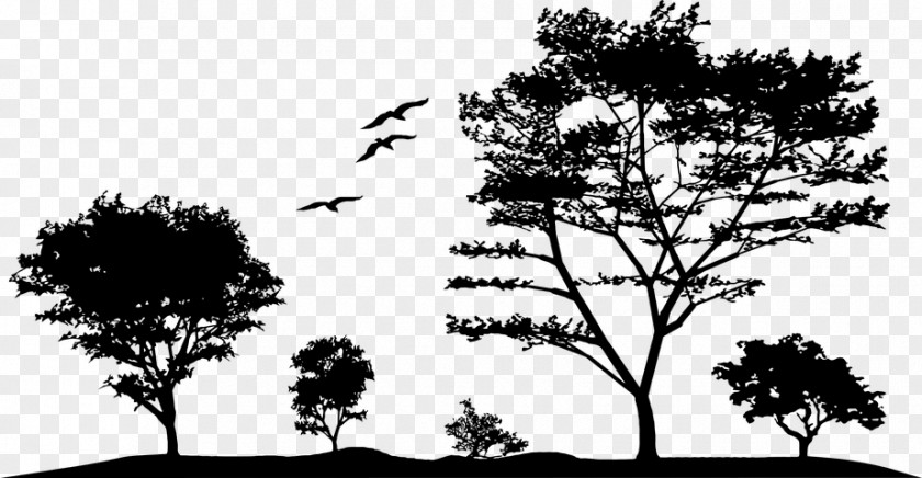 Forest Twig Tree Branch Silhouette PNG