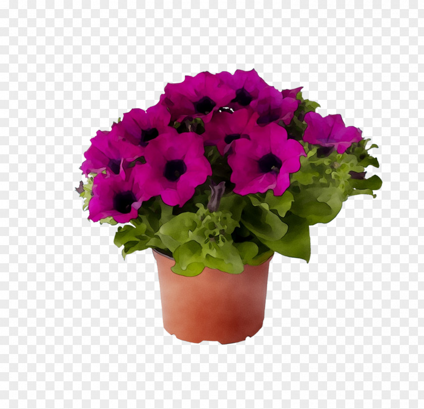 Garden Phlox Moss Plants Light Perennial Plant PNG