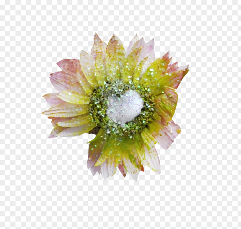 Transvaal Daisy Cut Flowers Chrysanthemum Lesser Cuckoo Violet PNG