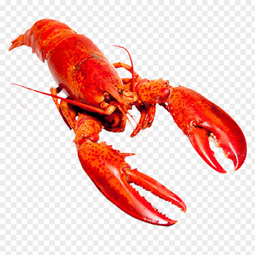 American Lobster Homarus Gammarus Shrimp And Prawn As Food Red PNG lobster gammarus and prawn as food Lobster, clipart PNG