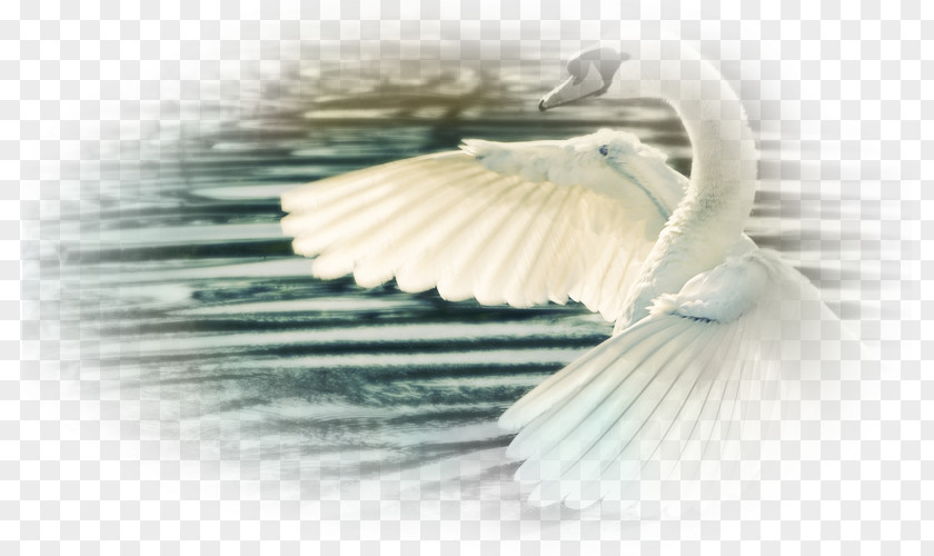 Bird Mute Swan Wing Display Resolution White PNG