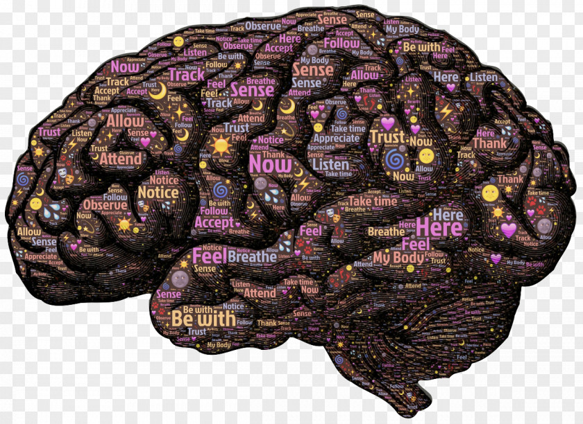 Brain Circuits Human Neural Pathway Neuroplasticity Mind PNG