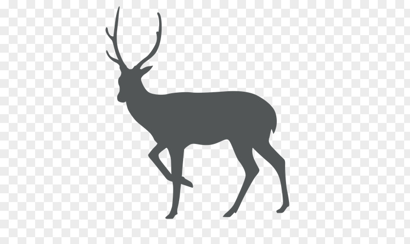 Deer White-tailed Sika Stock Photography PNG