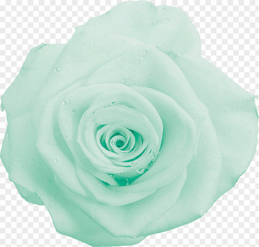 Flower Garden Roses Cabbage Rose Green Photography Cut Flowers PNG