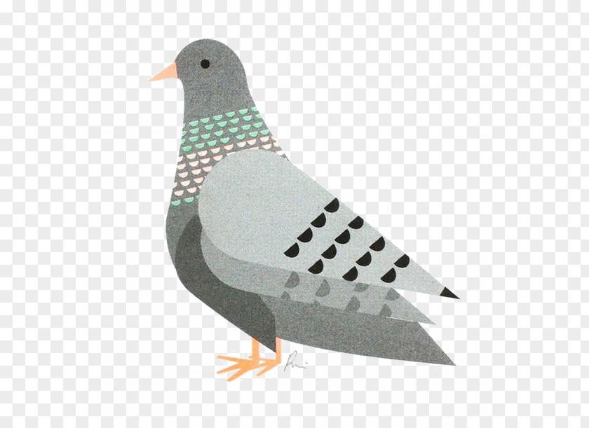 Gray Pigeon Domestic Columbidae Bird Fancy Printing PNG