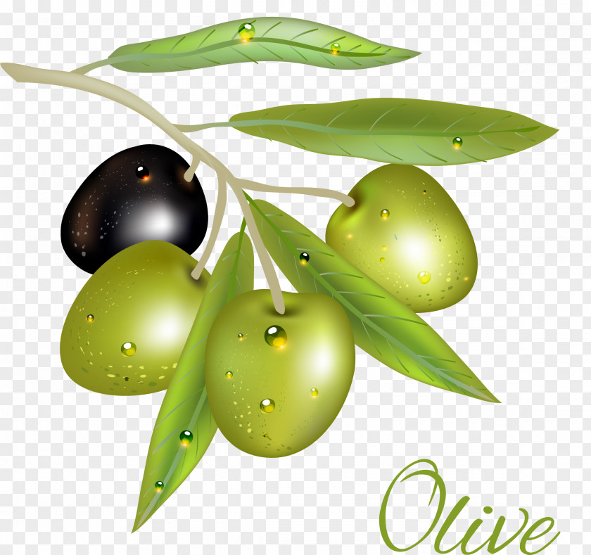 Green Olive Oil Euclidean Vector PNG