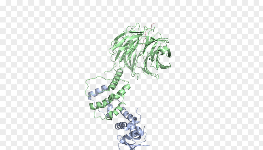 Homo Sapiens Vertebrate Drawing Line Art PNG