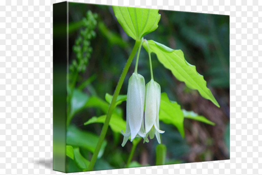 Lantern In Kind Fritillaries Plant Stem Leaf Wildflower PNG