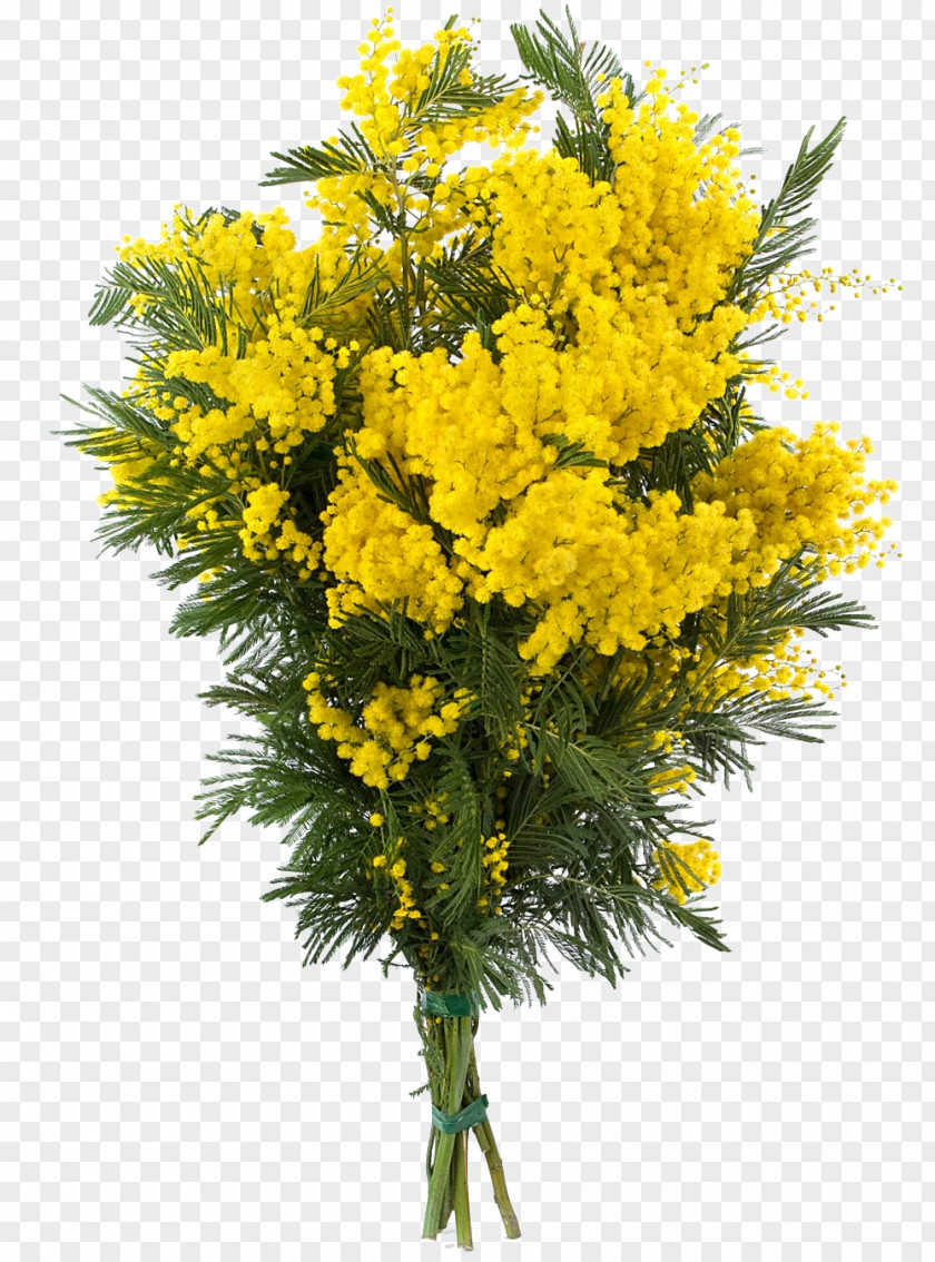 Mimosa Acacia Dealbata Flower Sensitive Plant PNG