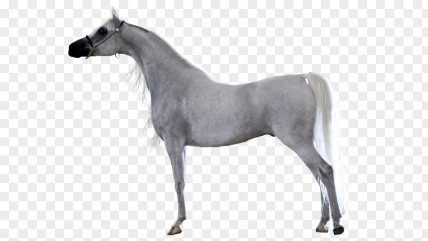 Mustang Mare Arabian Horse Stallion Foal PNG