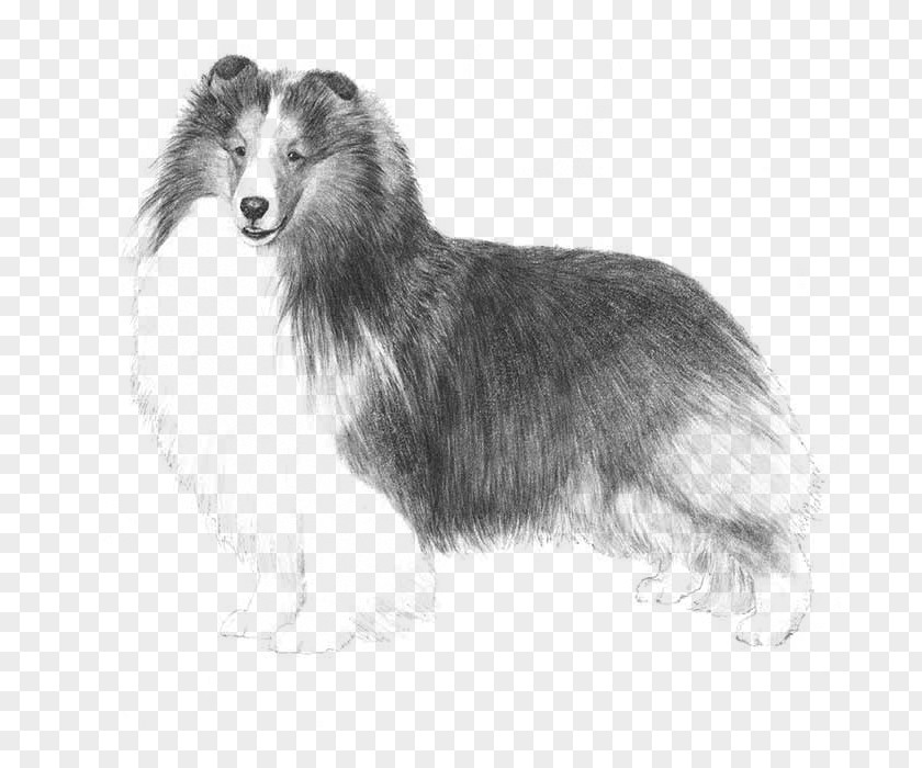 Puppy Shetland Sheepdog Old English Rough Collie American Kennel Club PNG