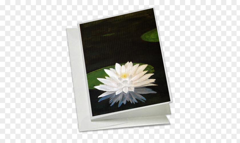 Water Lilies Gene Bahr's Wildlife Creations Daisy Family Price Petal PNG