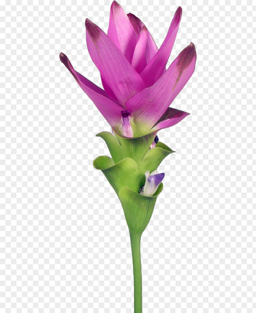 Flower Petal Siam Tulip Turmeric Cut Flowers PNG